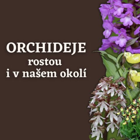 přednáška: ORCHIDEJE ROSTOU I V NAŠEM OKOLÍ