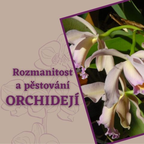 Přednáška: ROZMANITOST A PĚSTOVÁNÍ ORCHIDEJÍ