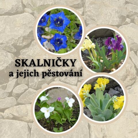 Přednáška: SKALNIČKY A JEJICH PĚSTOVÁNÍ